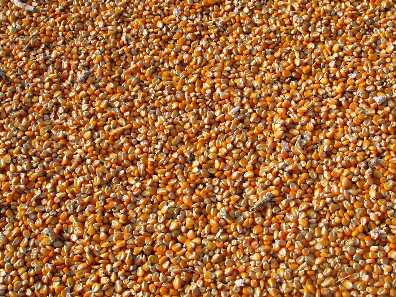 Makka (Maize)